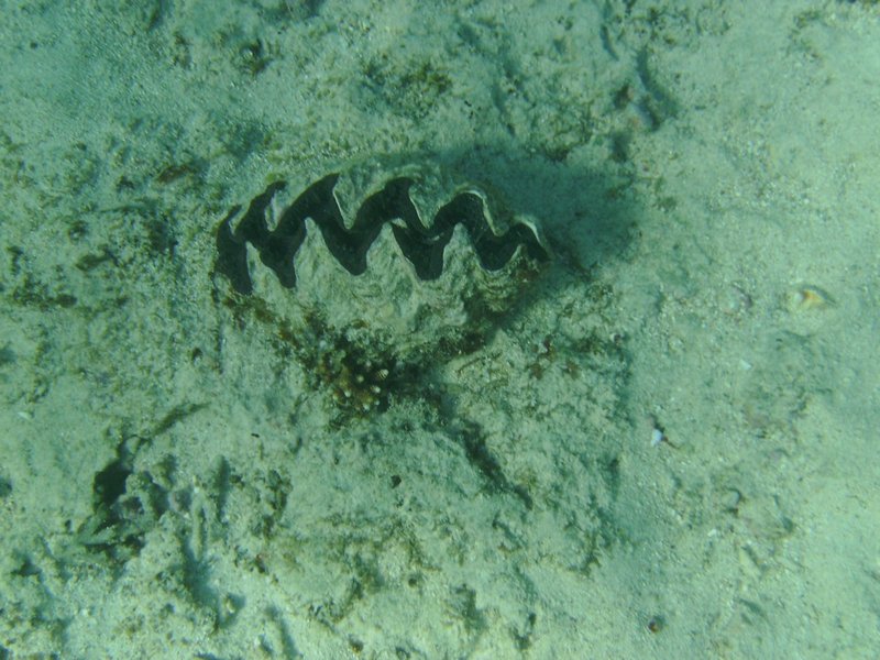 Giant clam at Oyser Stack