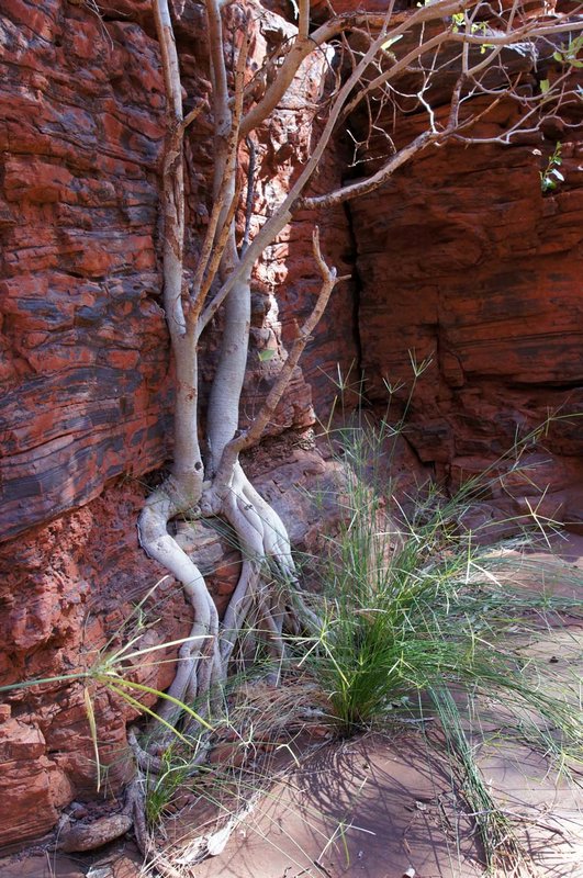 Amazing trees growing out of the rocks