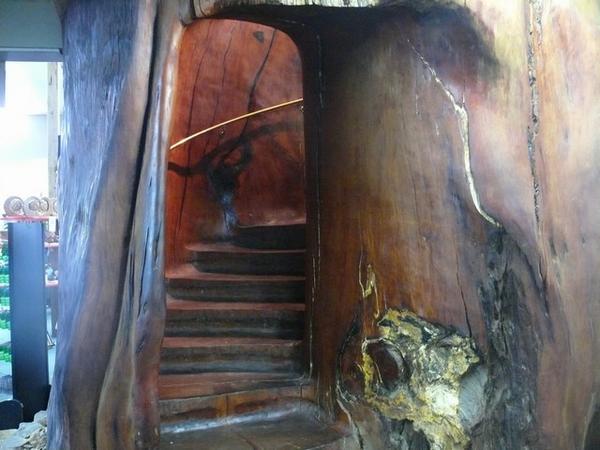Huge tree staircase