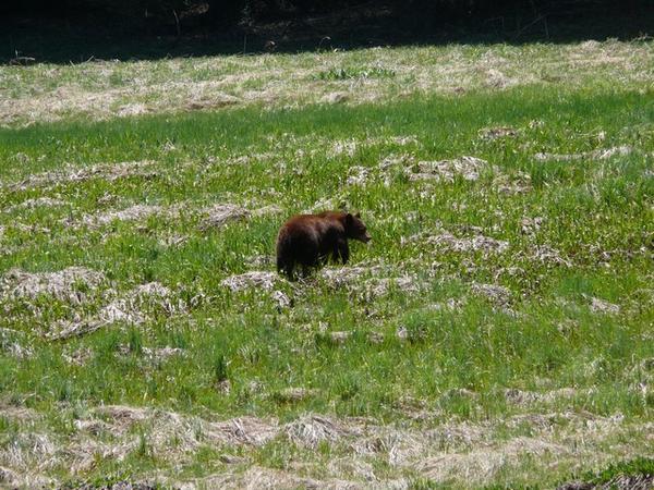 A brown black bear