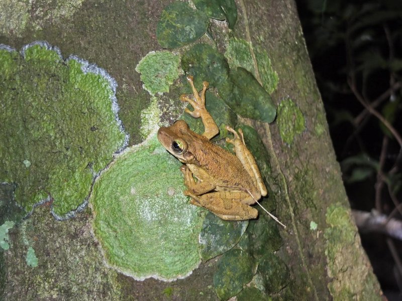Amazonian frog