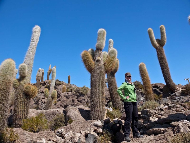 Huge Cacti