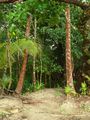 Queensland Forest