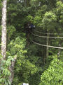 Jungle Canopy Tours