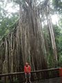 Giant Curtian Fig tree