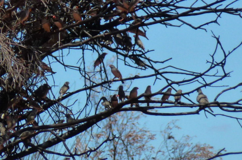 Tree full of finches