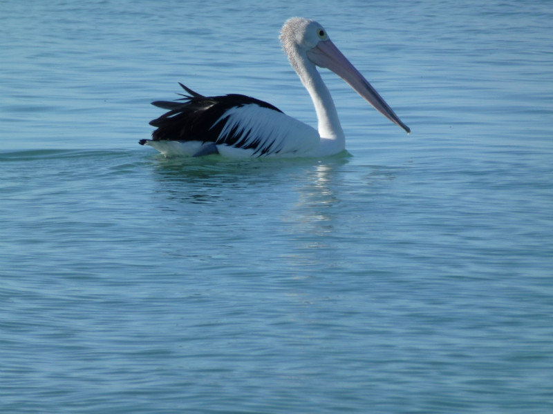 Pelican cruising