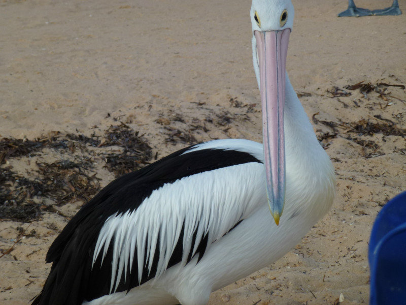 Pelican posing