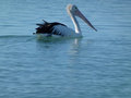 Pelican cruising
