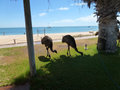 more emus