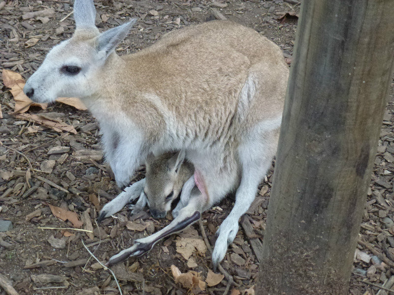 Wallaby with Joey in pouch