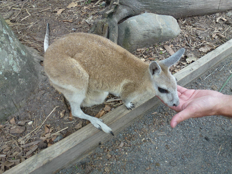 Hand feeding wallaby