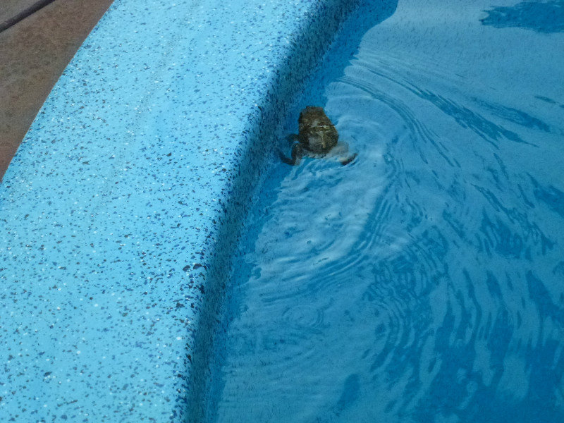 No Diving - Frog in the pool