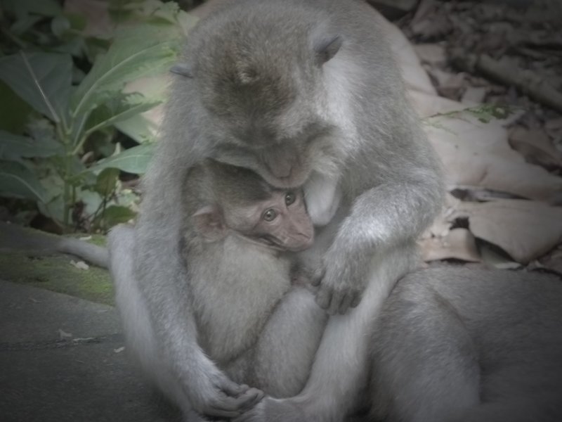 Monkey love