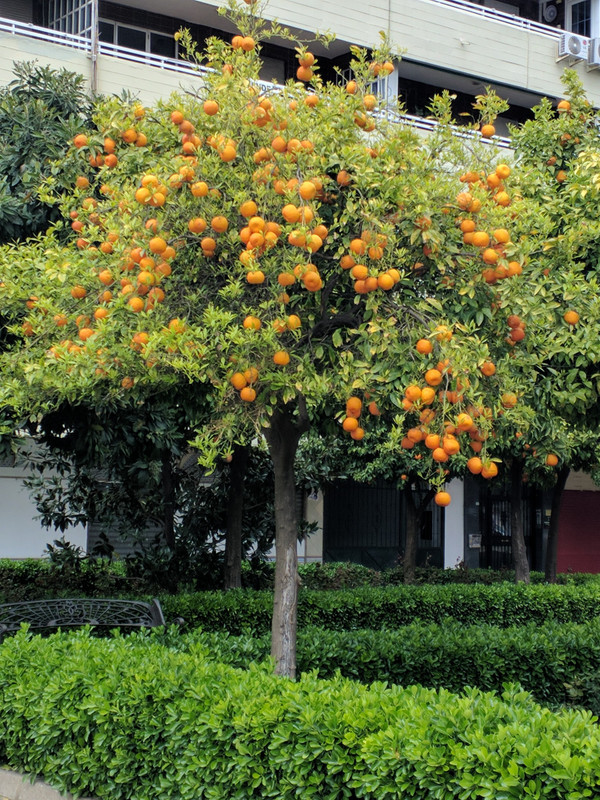 seville oranges