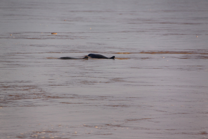 Irrawaddy Dolphins2