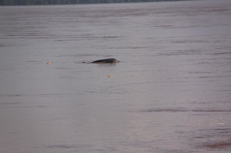 Irrawaddy Dolphins1