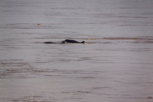 Irrawaddy Dolphins2
