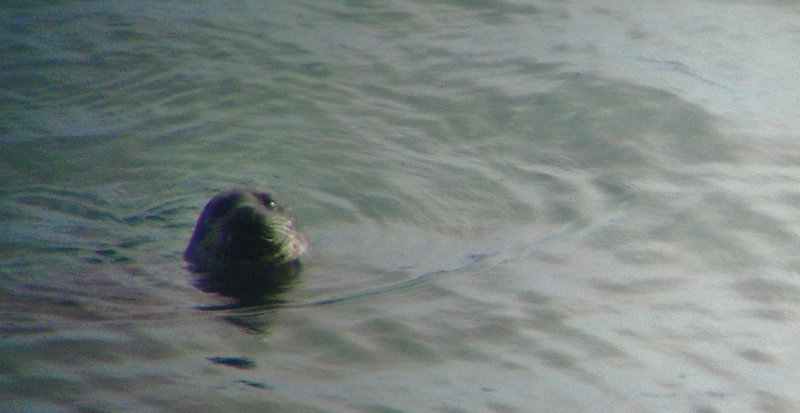 Seal at Yell