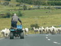 Classic NZ scene on the road to Coromandel Township 