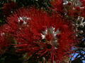 The flower of the Pohutekawa Tree