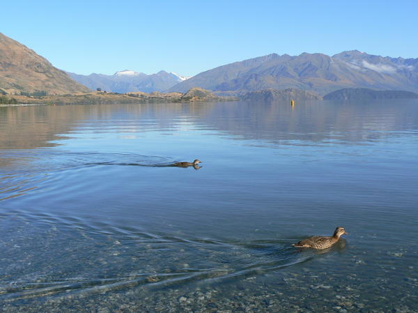 Ducks going about their business on Lake Wanaka