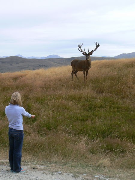 The deer is possibly wary of the mad hormonal pregnant woman!