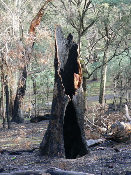Burnt out tree stump at Hanging Rock