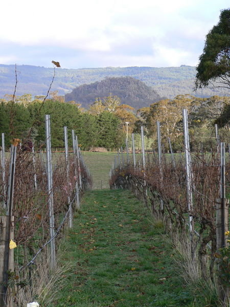 Hanging Rock viewed through the vines at it's eponymous winery