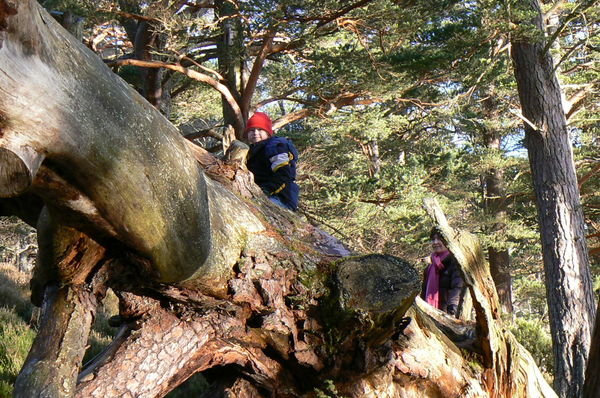Euan clambers on a fallen tree while Sarah watches