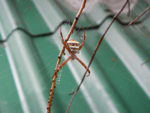 Crazy spider..looks like he's wearing sunglasses