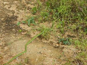 Snake we almost stepped on