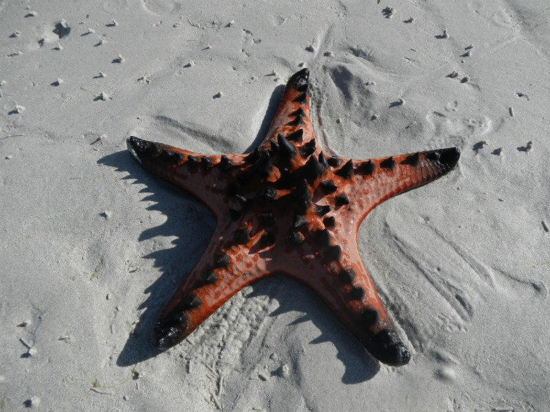 Washed up starfish at low tide
