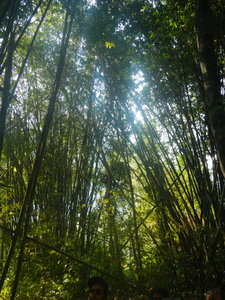 Cool bamboo all around