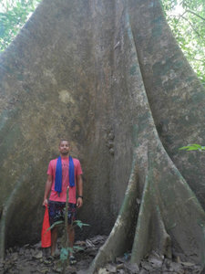 Another huggee Banyan tree