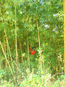 Kids climbing bamboo 