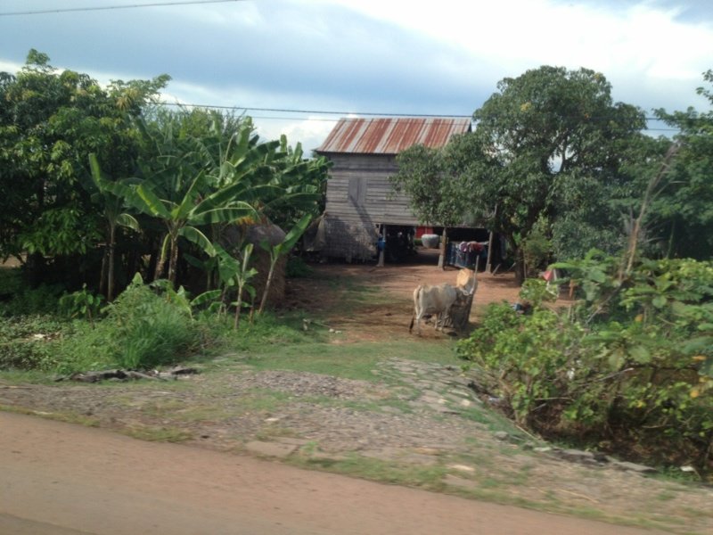 Cows and little huts in Cambodia 