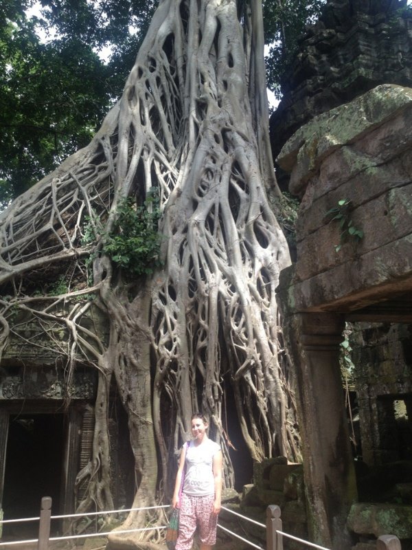 Tree which has taken over the jungle temple in Angkor 