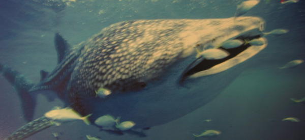 I swam with the whalesharks!