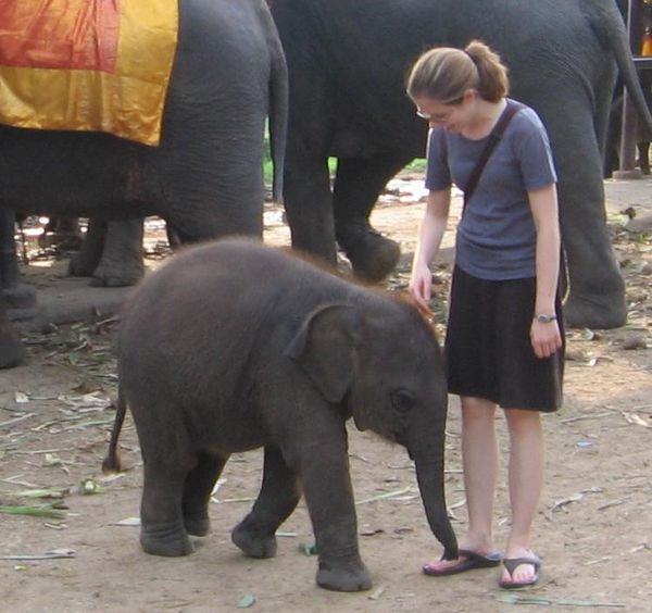 A baby elephant!