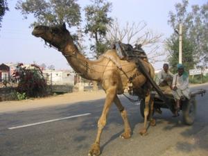 Camel powered cart