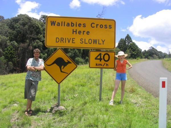 Wallabies on the road...