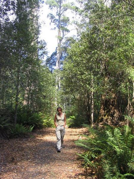 Anne with a very tall White Gum behind her...