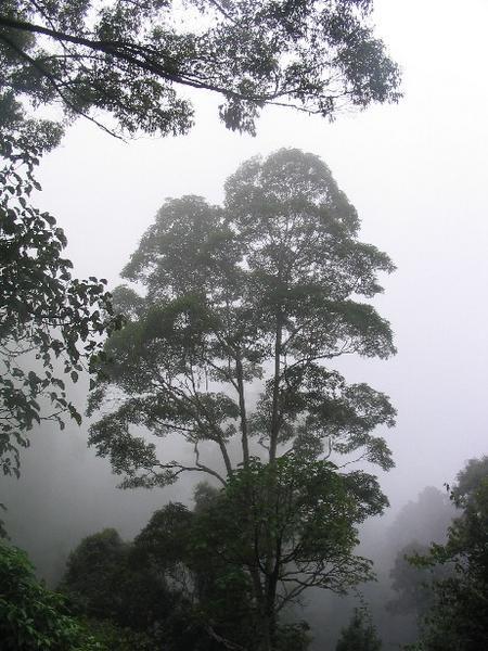 Rainforest at Dorrigo