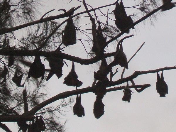 Flying Foxes Roosting