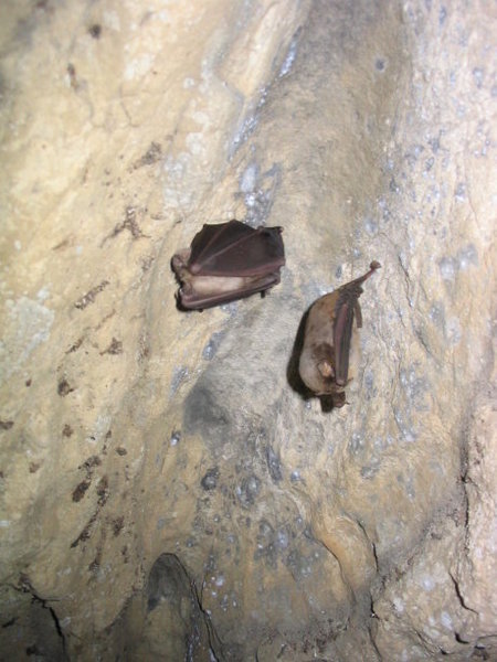 Bats in Bat Cave