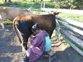 Girl Milking Cows