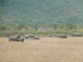 A Herd of Water Buffalo