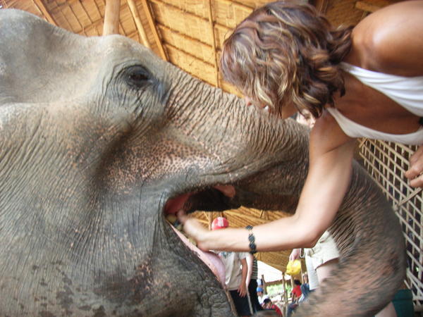 70 Yr old grandmother - she was hand fed cause she had no teeth!  Now these elephants weren't your average pet!! (they were still wild) 