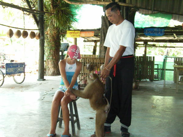 The Chiang Mai "Monkey School"